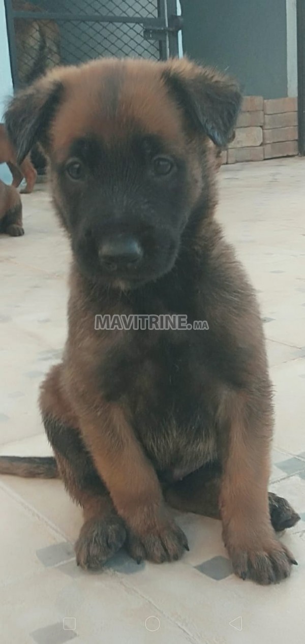 11 chiots de malinois a vendre