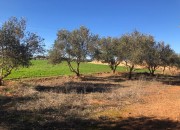 Photo de l'annonce: Terrain agricol equipe avec autorisation pole pondeuse