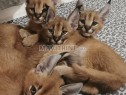 Photo de l'Annonce: chaton caracal, serval