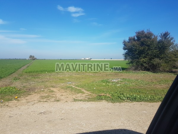 Terrain agricole titré14,5ha a sidi kacem