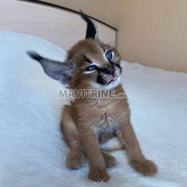 des chatons caracal  , Serval et savannah F1 disponible