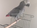 Photo de l'Annonce: Perroquet gris de gabon