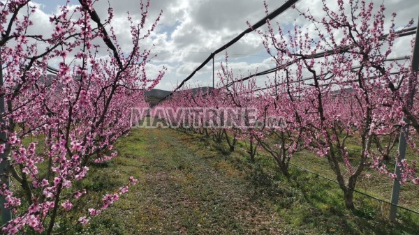 FERME DE 19 HECTARES 2ARES RÉGION AZROU