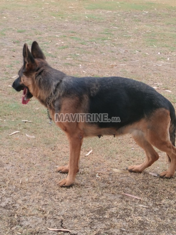 Berger allemand pedigree